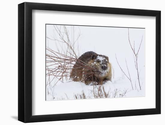 Beaver, Winter Food-Ken Archer-Framed Photographic Print