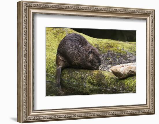 Beaver with cut log-Ken Archer-Framed Photographic Print