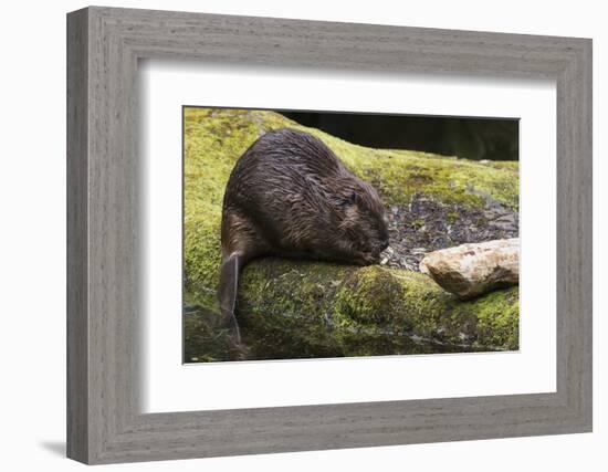 Beaver with cut log-Ken Archer-Framed Photographic Print