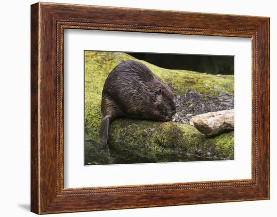 Beaver with cut log-Ken Archer-Framed Photographic Print