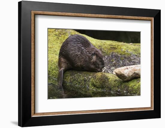 Beaver with cut log-Ken Archer-Framed Photographic Print