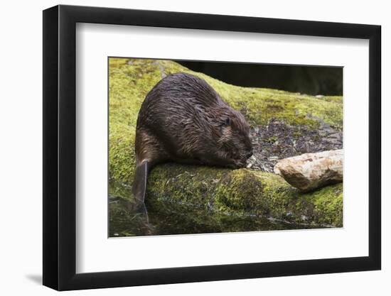 Beaver with cut log-Ken Archer-Framed Photographic Print