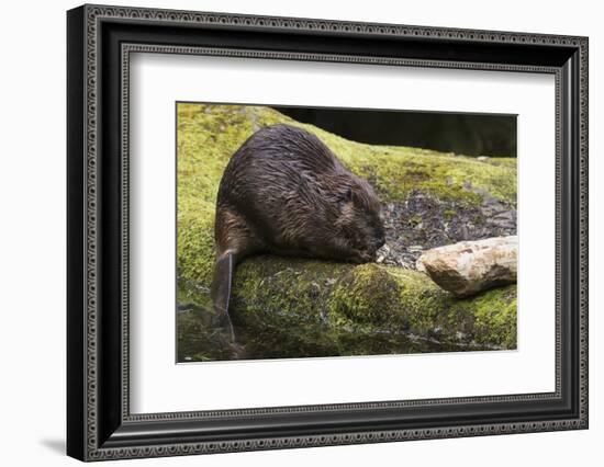 Beaver with cut log-Ken Archer-Framed Photographic Print