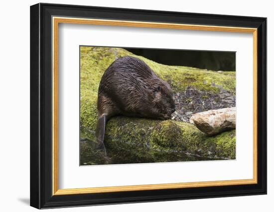 Beaver with cut log-Ken Archer-Framed Photographic Print