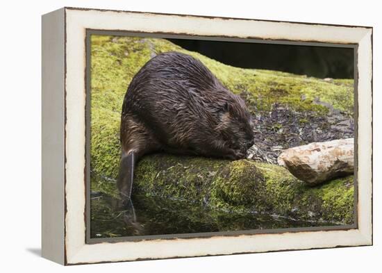 Beaver with cut log-Ken Archer-Framed Premier Image Canvas