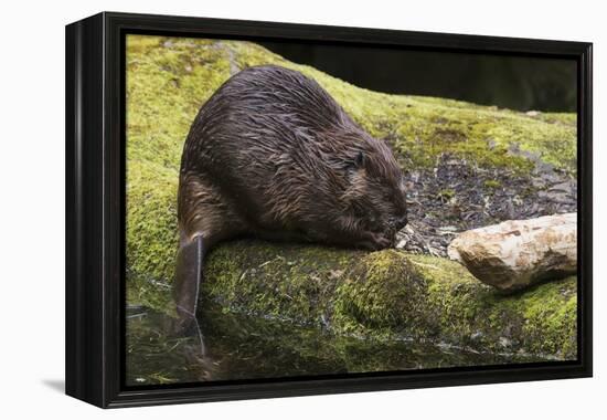 Beaver with cut log-Ken Archer-Framed Premier Image Canvas