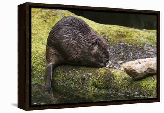 Beaver with cut log-Ken Archer-Framed Premier Image Canvas