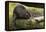 Beaver with cut log-Ken Archer-Framed Premier Image Canvas