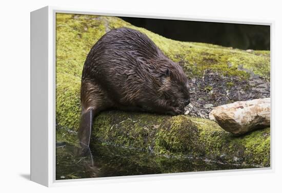 Beaver with cut log-Ken Archer-Framed Premier Image Canvas