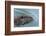 Beaver with Willow Branch, Oxbow Bend, Grand Teton NP, WY-Michael Qualls-Framed Photographic Print