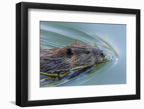 Beaver with Willow Branch, Oxbow Bend, Grand Teton NP, WY-Michael Qualls-Framed Photographic Print