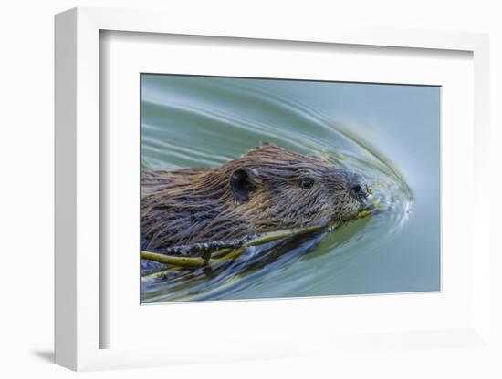 Beaver with Willow Branch, Oxbow Bend, Grand Teton NP, WY-Michael Qualls-Framed Photographic Print