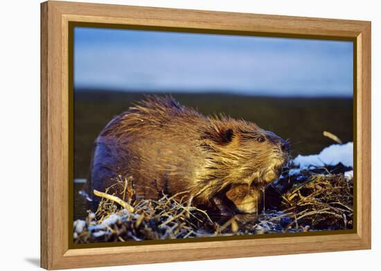 Beaver Working on Beaver Dam, Late Autumn-null-Framed Premier Image Canvas