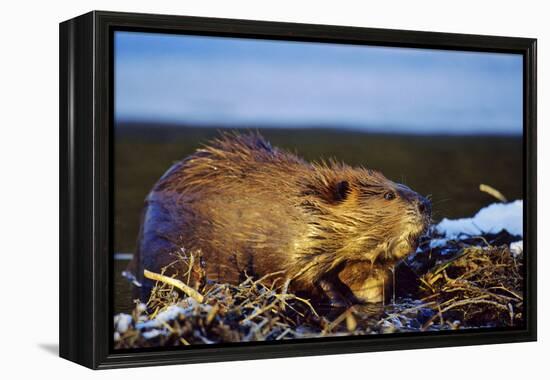 Beaver Working on Beaver Dam, Late Autumn-null-Framed Premier Image Canvas