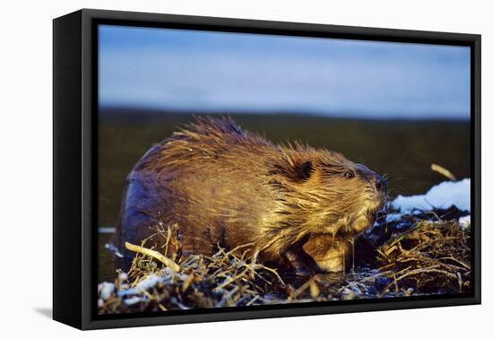 Beaver Working on Beaver Dam, Late Autumn-null-Framed Premier Image Canvas