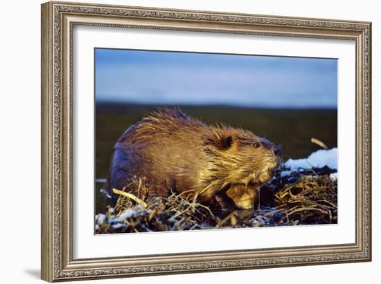 Beaver Working on Beaver Dam, Late Autumn-null-Framed Photographic Print