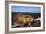 Beaver Working on Beaver Dam, Late Autumn-null-Framed Photographic Print