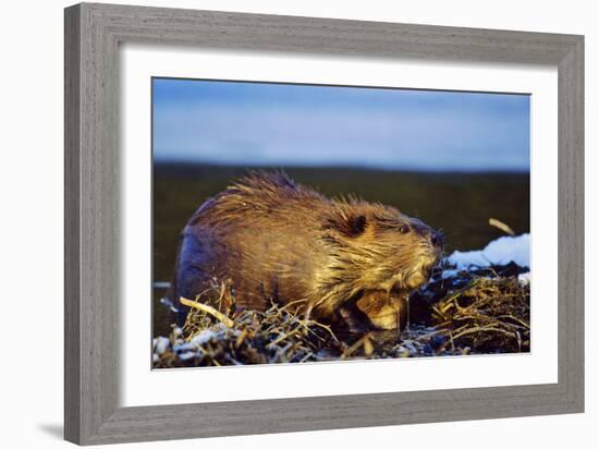 Beaver Working on Beaver Dam, Late Autumn-null-Framed Photographic Print