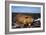 Beaver Working on Beaver Dam, Late Autumn-null-Framed Photographic Print