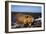 Beaver Working on Beaver Dam, Late Autumn-null-Framed Photographic Print