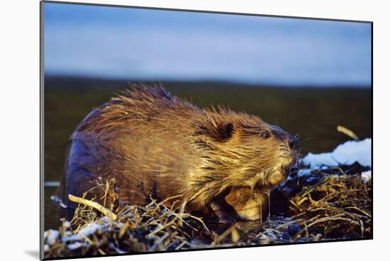 Beaver Working on Beaver Dam, Late Autumn-null-Mounted Photographic Print