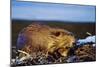 Beaver Working on Beaver Dam, Late Autumn-null-Mounted Photographic Print