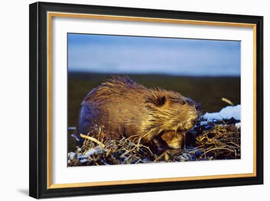 Beaver Working on Beaver Dam, Late Autumn-null-Framed Photographic Print