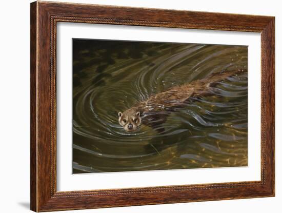 Beaver-Michael Jackson-Framed Giclee Print