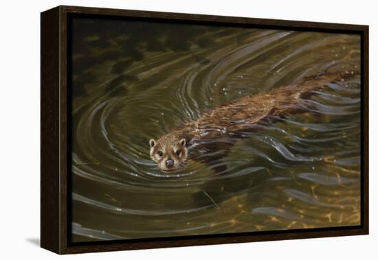 Beaver-Michael Jackson-Framed Premier Image Canvas