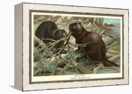 Beavers Building Dam-null-Framed Stretched Canvas