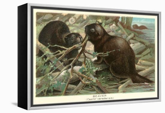 Beavers Building Dam-null-Framed Stretched Canvas