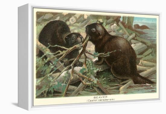 Beavers Building Dam-null-Framed Stretched Canvas