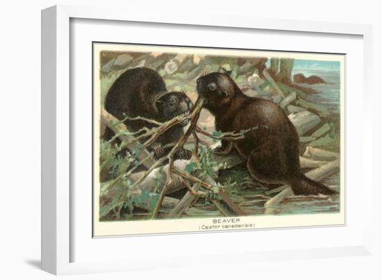 Beavers Building Dam--Framed Art Print