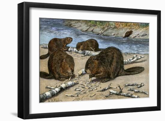 Beavers Feeding on Felled Aspen Trees-null-Framed Giclee Print