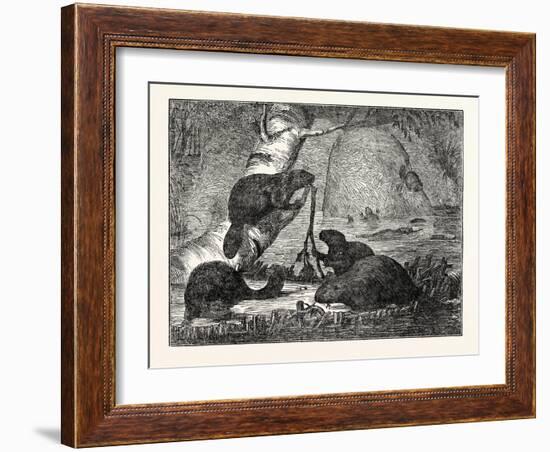 Beavers with their Huts and a Dam-null-Framed Giclee Print