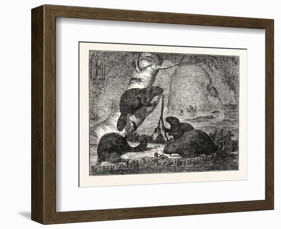 Beavers with their Huts and a Dam-null-Framed Premium Giclee Print