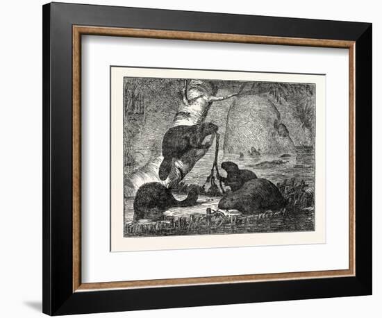 Beavers with their Huts and a Dam-null-Framed Premium Giclee Print
