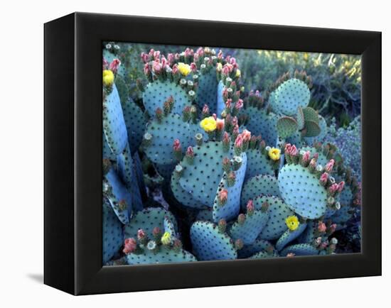 Beavertail Cactus, Desert Botanical Gardens, Phoenix, Arizona, USA-Howie Garber-Framed Premier Image Canvas