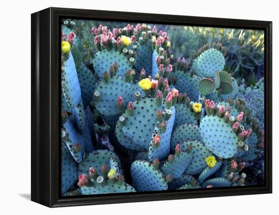Beavertail Cactus, Desert Botanical Gardens, Phoenix, Arizona, USA-Howie Garber-Framed Premier Image Canvas
