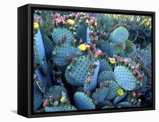 Beavertail Cactus, Desert Botanical Gardens, Phoenix, Arizona, USA-Howie Garber-Framed Premier Image Canvas