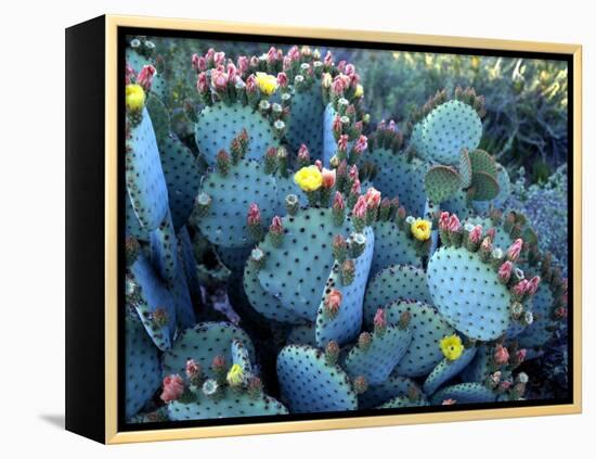 Beavertail Cactus, Desert Botanical Gardens, Phoenix, Arizona, USA-Howie Garber-Framed Premier Image Canvas