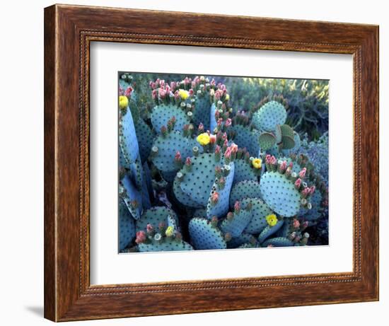 Beavertail Cactus, Desert Botanical Gardens, Phoenix, Arizona, USA-Howie Garber-Framed Photographic Print