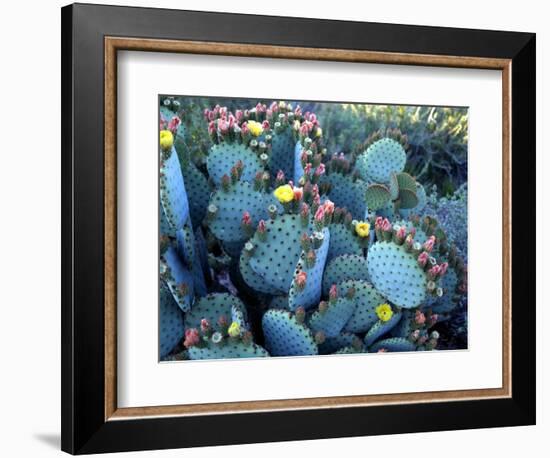 Beavertail Cactus, Desert Botanical Gardens, Phoenix, Arizona, USA-Howie Garber-Framed Photographic Print