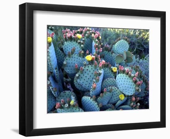 Beavertail Cactus, Desert Botanical Gardens, Phoenix, Arizona, USA-Howie Garber-Framed Photographic Print