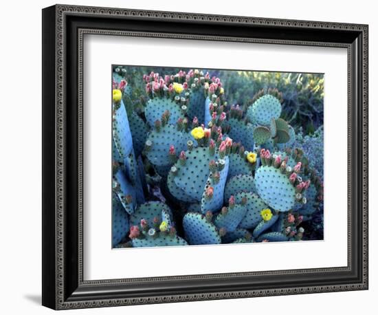 Beavertail Cactus, Desert Botanical Gardens, Phoenix, Arizona, USA-Howie Garber-Framed Photographic Print