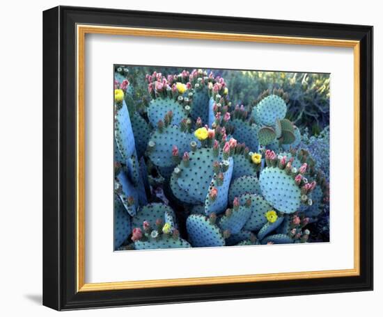 Beavertail Cactus, Desert Botanical Gardens, Phoenix, Arizona, USA-Howie Garber-Framed Photographic Print