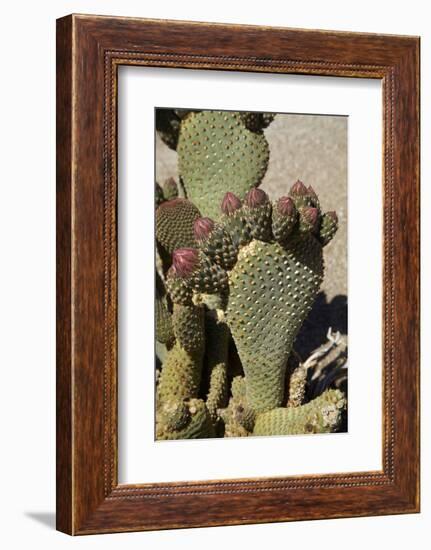 Beavertail Cactus Flower, Lone Pine, Inyo County, California-David Wall-Framed Photographic Print