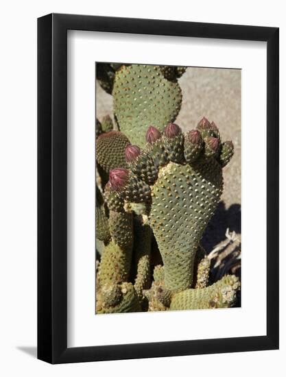 Beavertail Cactus Flower, Lone Pine, Inyo County, California-David Wall-Framed Photographic Print