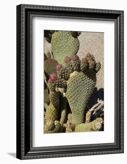 Beavertail Cactus Flower, Lone Pine, Inyo County, California-David Wall-Framed Photographic Print