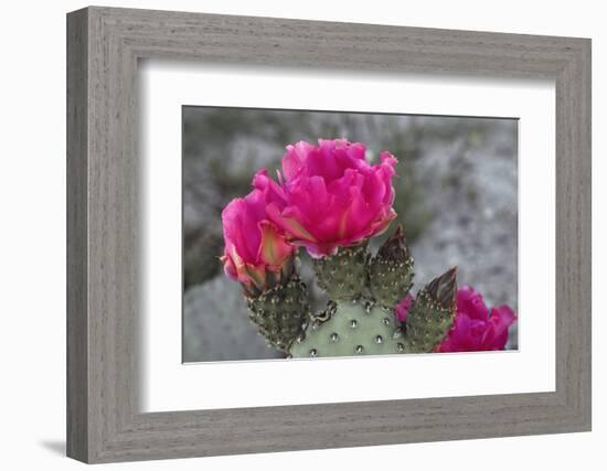 Beavertail Cactus in Bloom, Anza-Borrego Desert State Park, California, Usa-John Barger-Framed Photographic Print